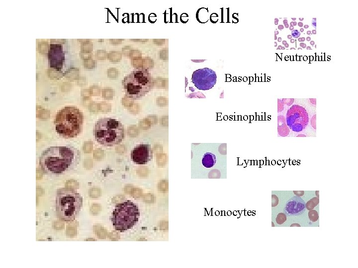 Name the Cells Neutrophils Basophils Eosinophils Lymphocytes Monocytes 