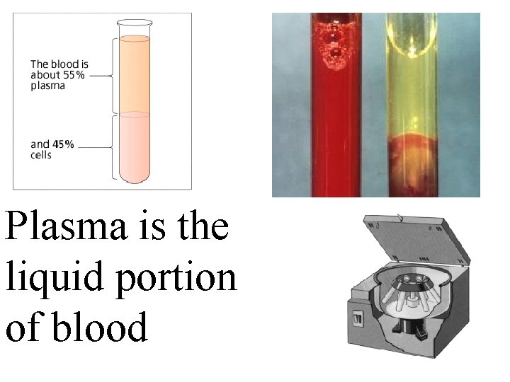 Plasma is the liquid portion of blood 