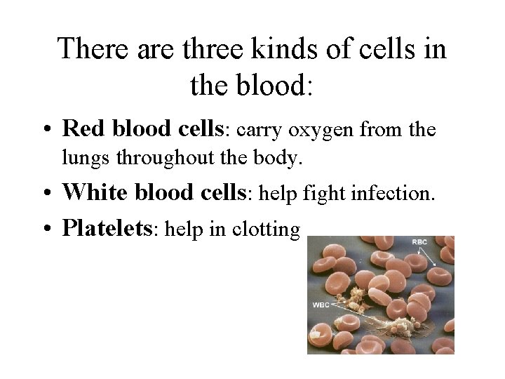 There are three kinds of cells in the blood: • Red blood cells: carry