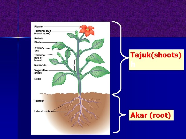 Tajuk(shoots) h Akar (root) 