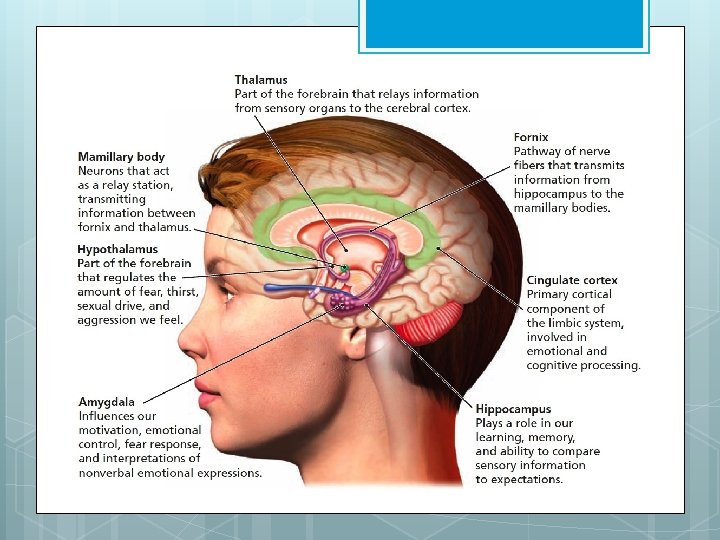 Figure 2. 13 The Limbic System 