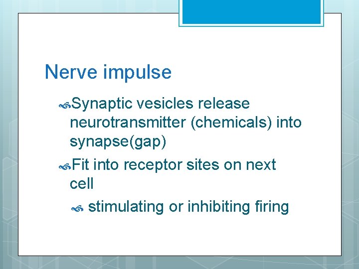 Nerve impulse Synaptic vesicles release neurotransmitter (chemicals) into synapse(gap) Fit into receptor sites on