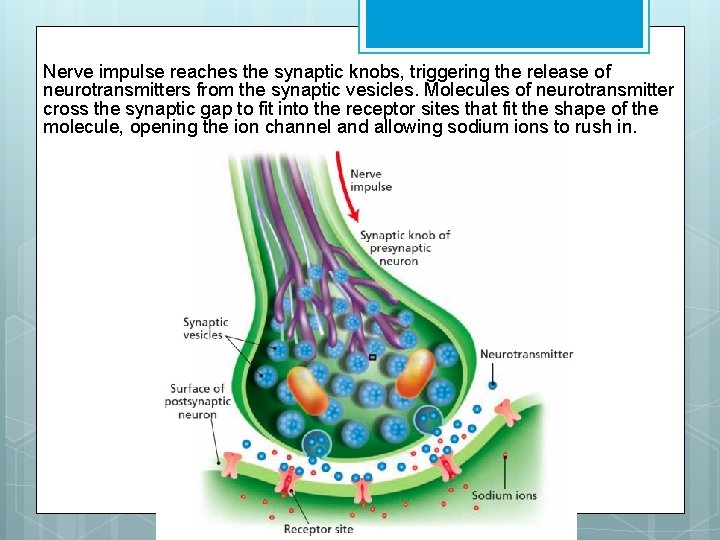 Nerve impulse reaches the synaptic knobs, triggering the release of neurotransmitters from the synaptic