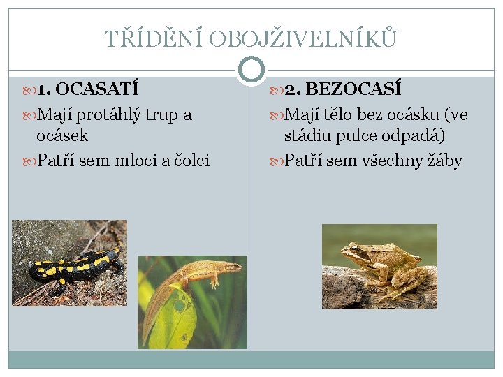 TŘÍDĚNÍ OBOJŽIVELNÍKŮ 1. OCASATÍ 2. BEZOCASÍ Mají protáhlý trup a Mají tělo bez ocásku