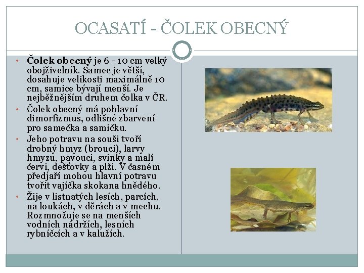 OCASATÍ - ČOLEK OBECNÝ • Čolek obecný je 6 - 10 cm velký obojživelník.