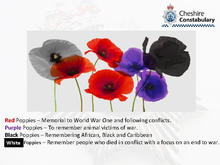 Red Poppies – Memorial to World War One and following conflicts. Purple Poppies –