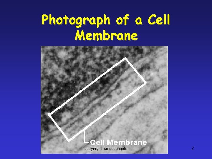 Photograph of a Cell Membrane copyright cmassengale 2 