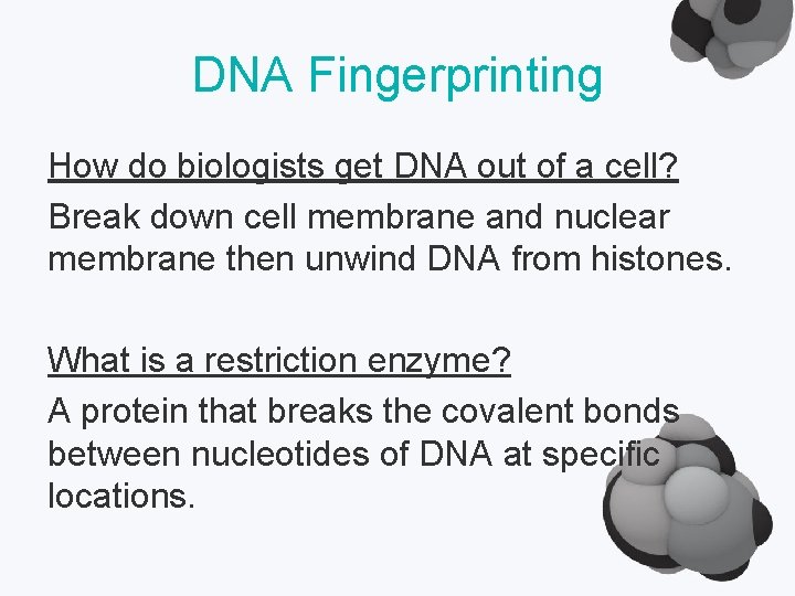 DNA Fingerprinting How do biologists get DNA out of a cell? Break down cell