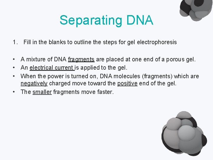 Separating DNA 1. Fill in the blanks to outline the steps for gel electrophoresis