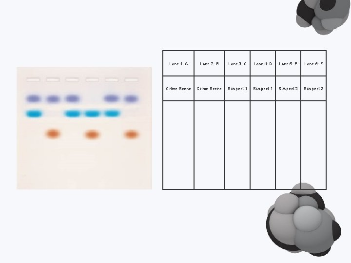Lane 1: A Lane 2: B Lane 3: C Lane 4: D Lane 5:
