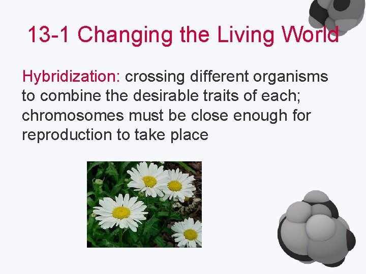 13 -1 Changing the Living World Hybridization: crossing different organisms to combine the desirable