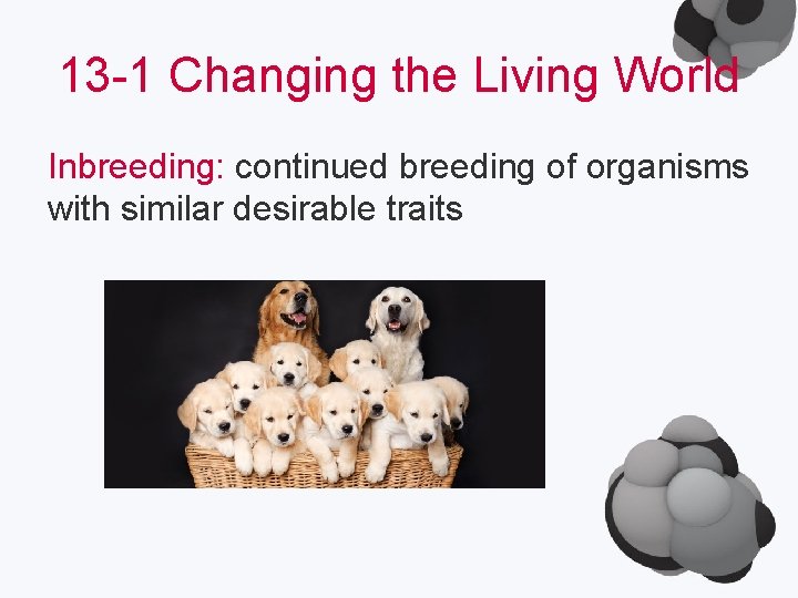 13 -1 Changing the Living World Inbreeding: continued breeding of organisms with similar desirable