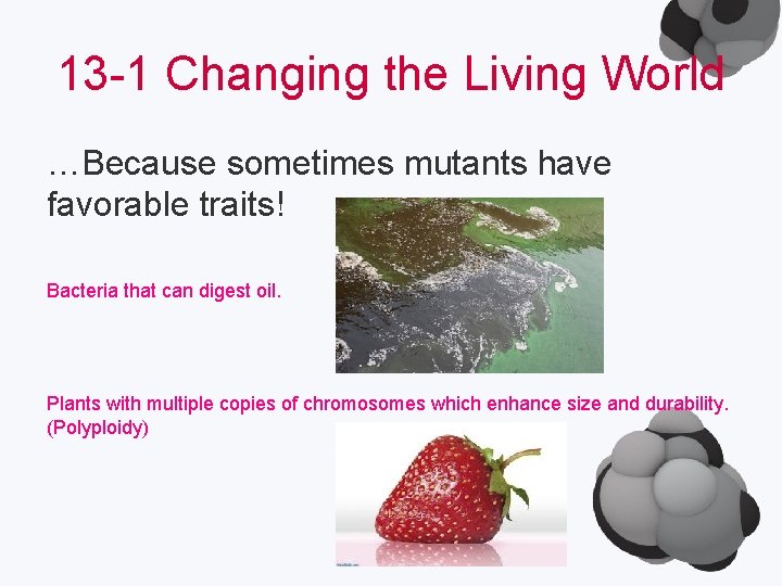 13 -1 Changing the Living World …Because sometimes mutants have favorable traits! Bacteria that