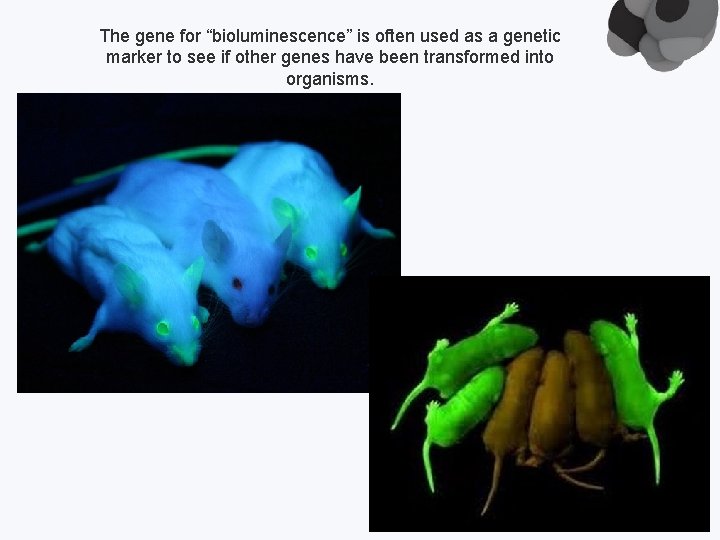 The gene for “bioluminescence” is often used as a genetic marker to see if