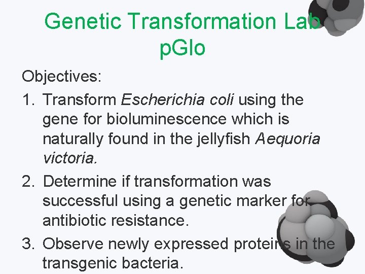 Genetic Transformation Lab p. Glo Objectives: 1. Transform Escherichia coli using the gene for