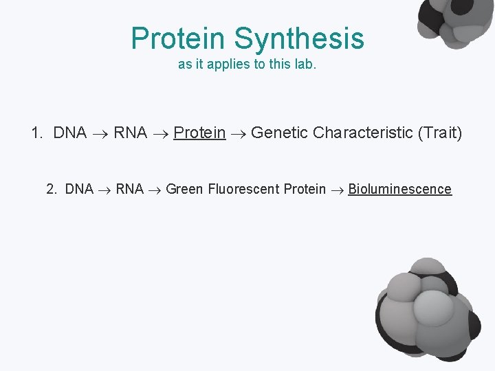 Protein Synthesis as it applies to this lab. 1. DNA RNA Protein Genetic Characteristic
