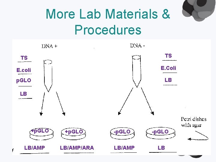 More Lab Materials & Procedures TS TS E. coli E. Coli p. GLO LB