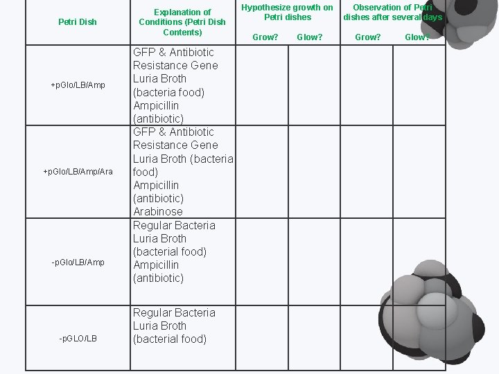 Petri Dish +p. Glo/LB/Amp/Ara -p. Glo/LB/Amp -p. GLO/LB Explanation of Conditions (Petri Dish Contents)