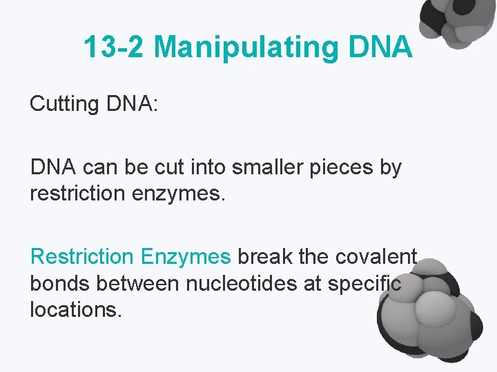 13 -2 Manipulating DNA Cutting DNA: DNA can be cut into smaller pieces by