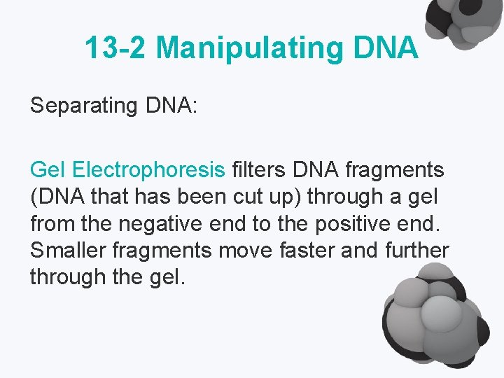 13 -2 Manipulating DNA Separating DNA: Gel Electrophoresis filters DNA fragments (DNA that has