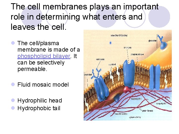 The cell membranes plays an important role in determining what enters and leaves the