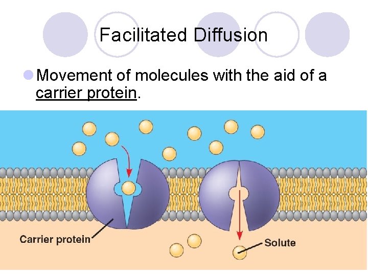 Facilitated Diffusion Movement of molecules with the aid of a carrier protein. 