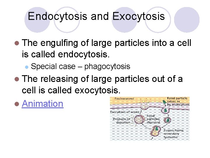 Endocytosis and Exocytosis The engulfing of large particles into a cell is called endocytosis.