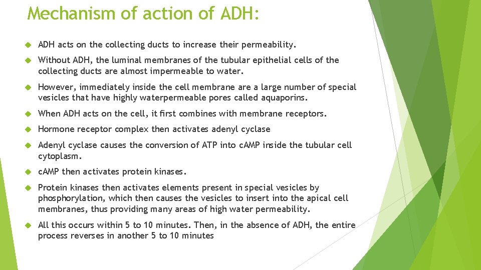 Mechanism of action of ADH: ADH acts on the collecting ducts to increase their