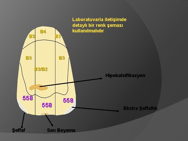 B 3 Laboratuvarla iletişimde detaylı bir renk şeması kullanılmalıdır B 4 B 3 B