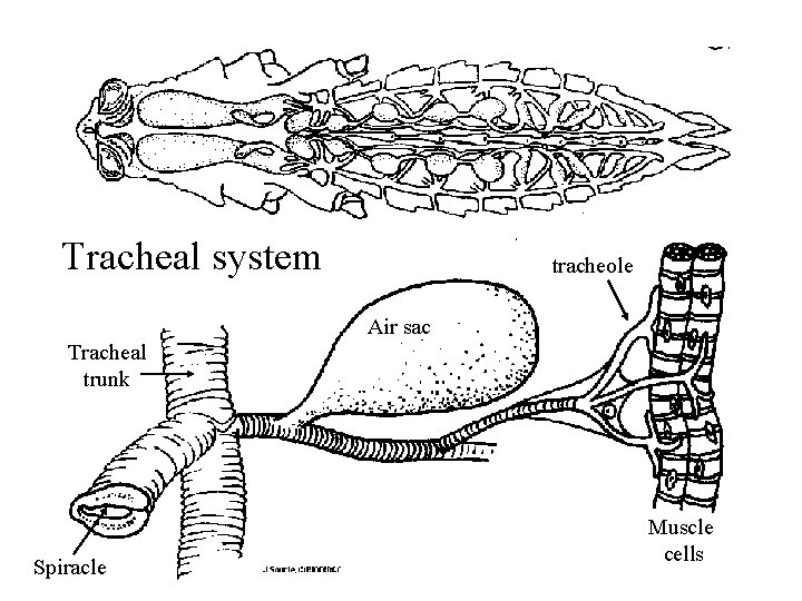 Tracheal system tracheole Air sac Tracheal trunk Spiracle Muscle cells 