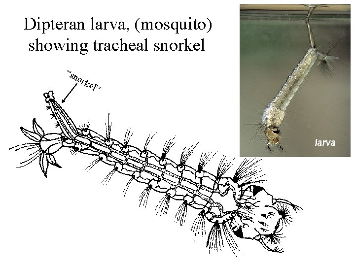 Dipteran larva, (mosquito) showing tracheal snorkel “sn ork e l” 