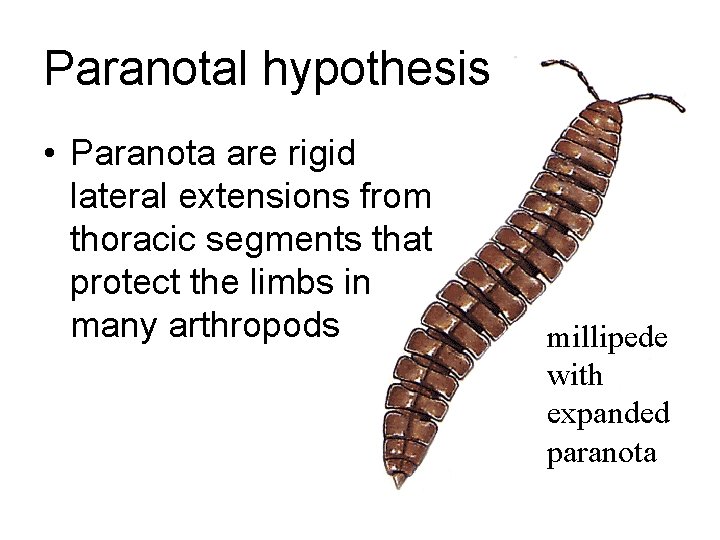 Paranotal hypothesis • Paranota are rigid lateral extensions from thoracic segments that protect the