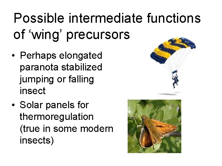 Possible intermediate functions of ‘wing’ precursors • Perhaps elongated paranota stabilized jumping or falling