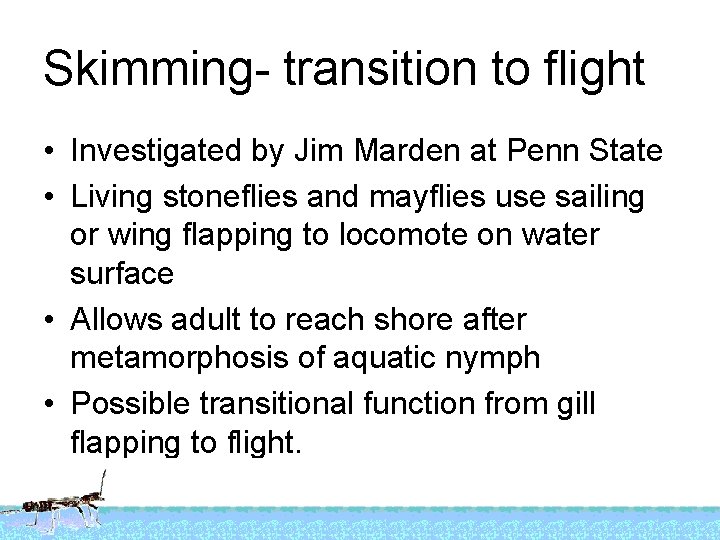 Skimming- transition to flight • Investigated by Jim Marden at Penn State • Living