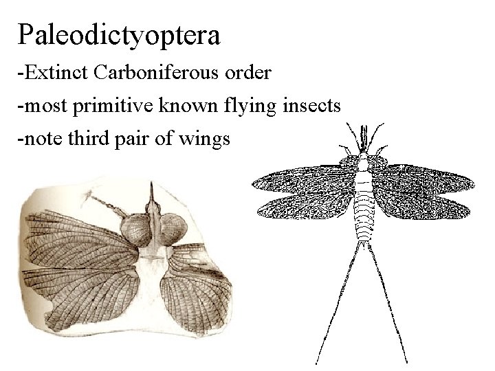 Paleodictyoptera -Extinct Carboniferous order -most primitive known flying insects -note third pair of wings