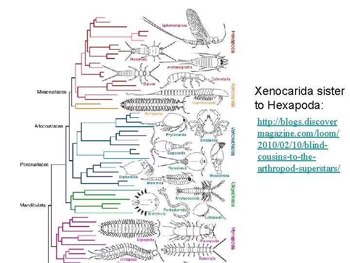 Xenocarida sister to Hexapoda: http: //blogs. discover magazine. com/loom/ 2010/02/10/blindcousins-to-thearthropod-superstars/ 