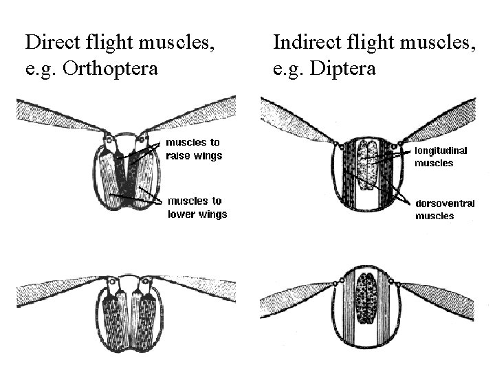 Direct flight muscles, e. g. Orthoptera Indirect flight muscles, e. g. Diptera 