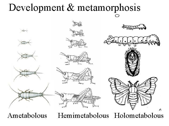 Development & metamorphosis Ametabolous Hemimetabolous Holometabolous 