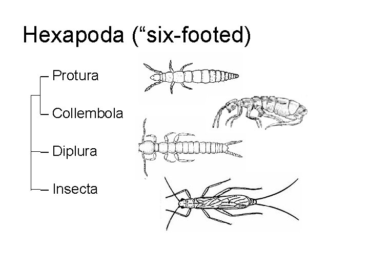 Hexapoda (“six-footed) – Protura – Collembola – Diplura – Insecta 