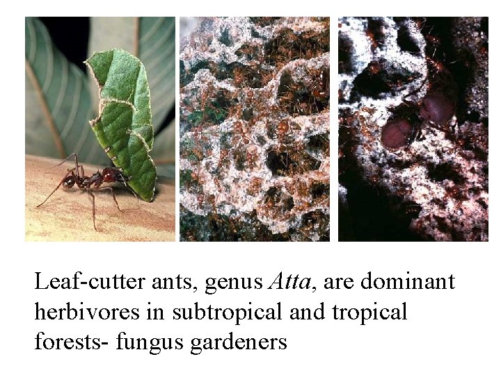 Leaf-cutter ants, genus Atta, are dominant herbivores in subtropical and tropical forests- fungus gardeners