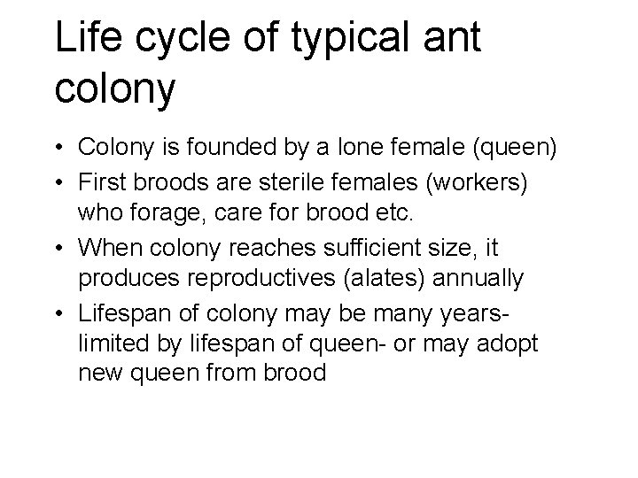 Life cycle of typical ant colony • Colony is founded by a lone female