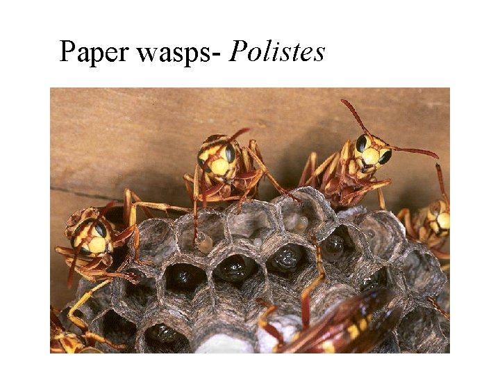 Paper wasps- Polistes 
