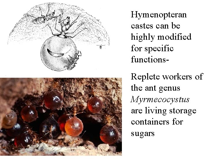 Hymenopteran castes can be highly modified for specific functions. Replete workers of the ant