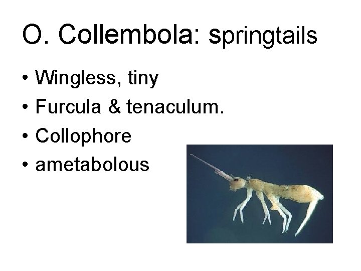 O. Collembola: springtails • • Wingless, tiny Furcula & tenaculum. Collophore ametabolous 