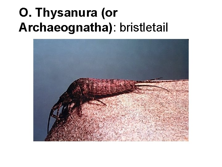 O. Thysanura (or Archaeognatha): bristletail 