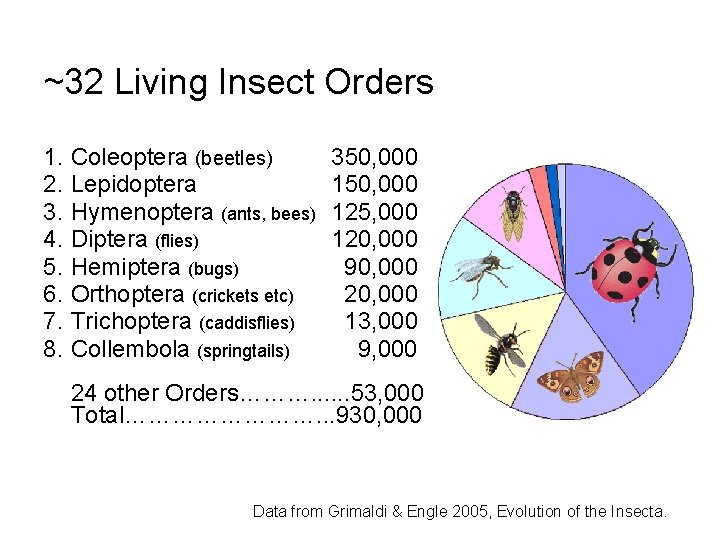 ~32 Living Insect Orders 1. Coleoptera (beetles) 2. Lepidoptera 3. Hymenoptera (ants, bees) 4.