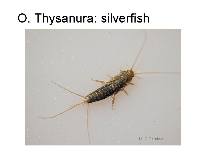 O. Thysanura: silverfish M. C. Barnhart 