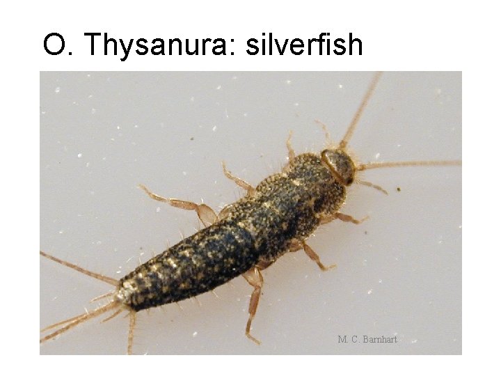 O. Thysanura: silverfish M. C. Barnhart 