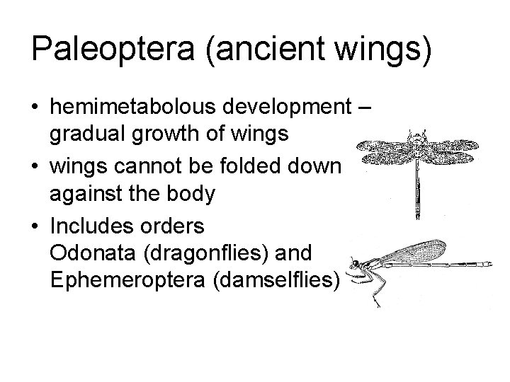 Paleoptera (ancient wings) • hemimetabolous development – gradual growth of wings • wings cannot