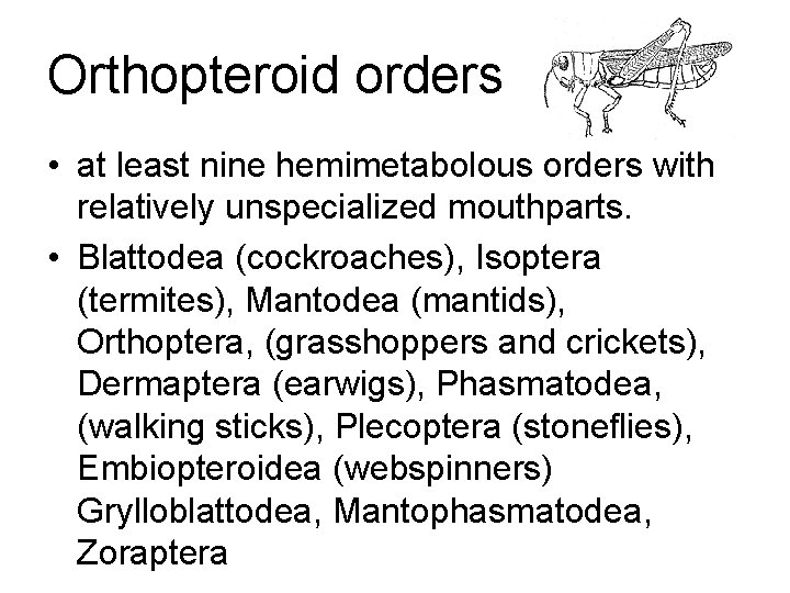 Orthopteroid orders • at least nine hemimetabolous orders with relatively unspecialized mouthparts. • Blattodea